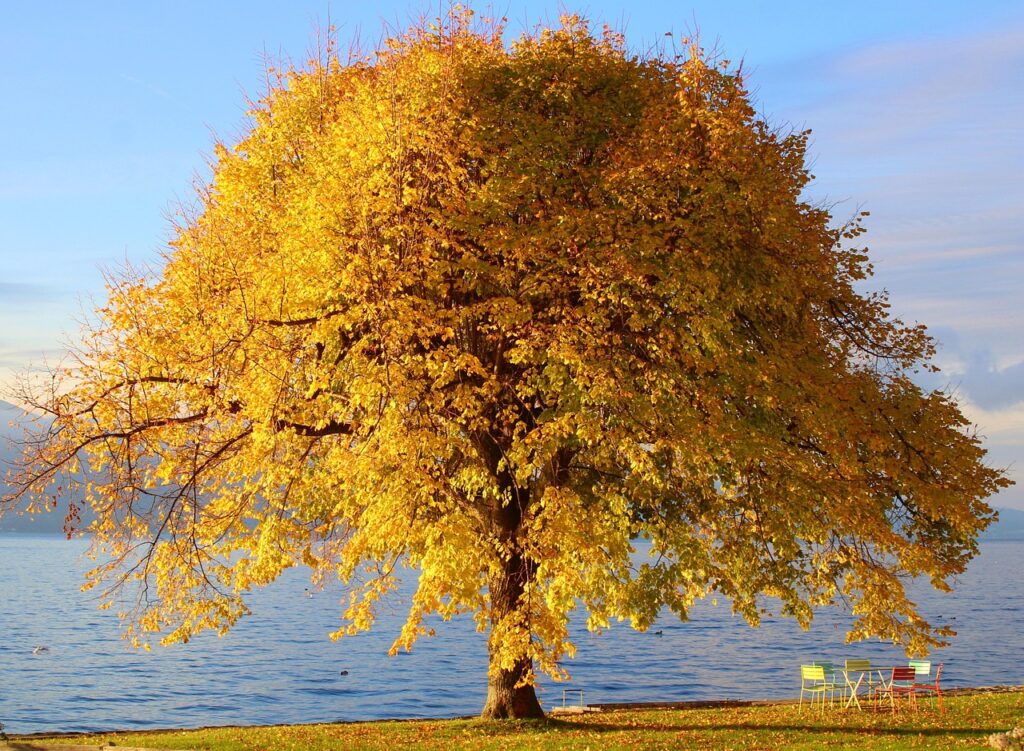 tree, autumn colors, nature, nature background, nature wallpaper, water, beautiful nature, fall, fall season, flora, plant, hd wallpaper